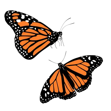 two monarch butterflies on a white background