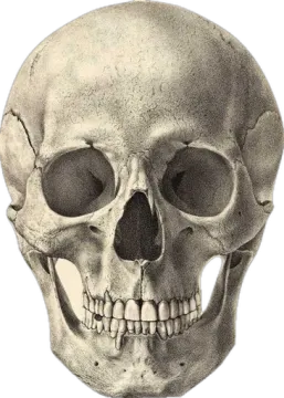 an image of a human skull