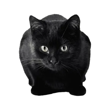 a black cat is looking at the camera