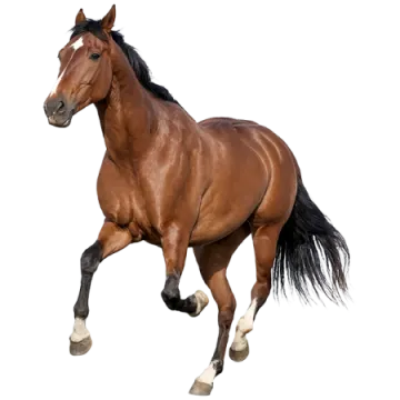 a brown horse running on a white background