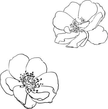 a black and white drawing of two flowers