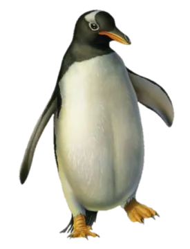 an image of a penguin on a white background
