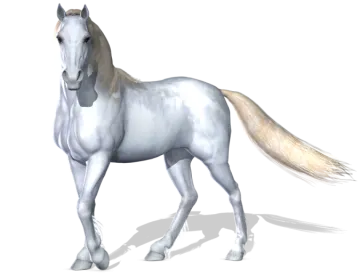 the horse is white