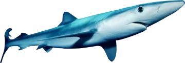 an image of a shark with its mouth open