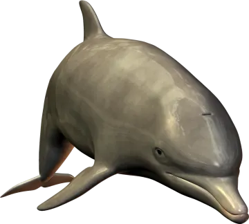 a dolphin that is sitting on the ground