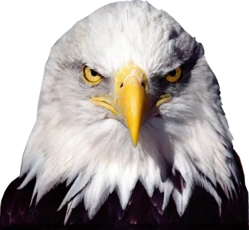 the head of a bald eagle