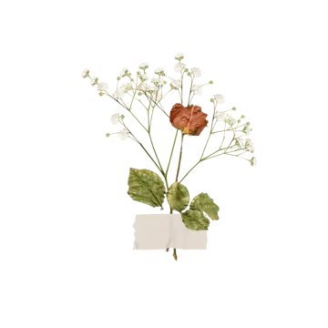 a flower in a vase on a white background