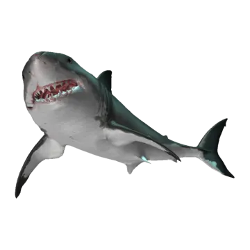 a great white shark with its mouth open