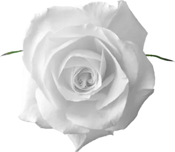 a white rose is shown in this image