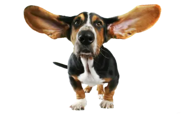 a black and brown dog with ears up