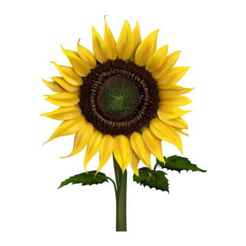 a sunflower is shown on a white background