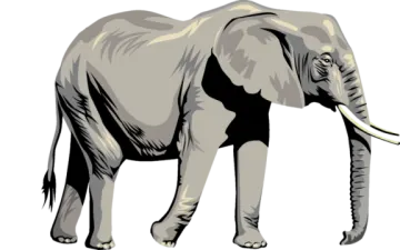 an elephant standing on a white background