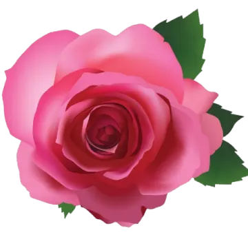 a pink rose on a white background