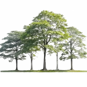 a group of trees on a white background