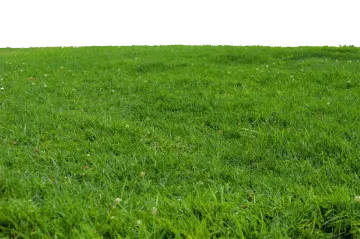 a green lawn with white flowers on it