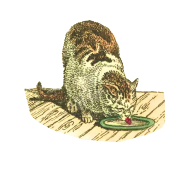 a cat playing with a toy on the floor