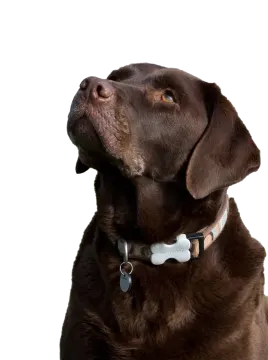 a brown dog looking up to the sky