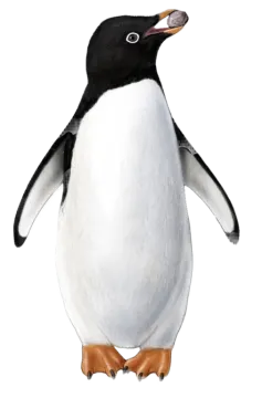 an image of a penguin with its mouth open