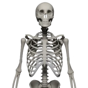 a skeleton is shown in this image
