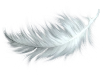 white feather on a white background
