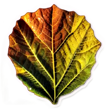a close up of a leaf on a white background