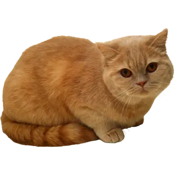 an orange cat sitting on a white surface