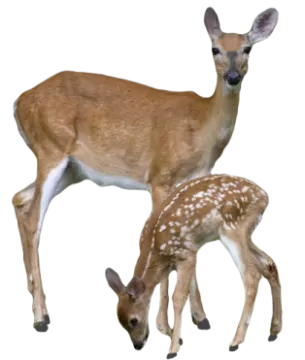 a baby deer and its mother