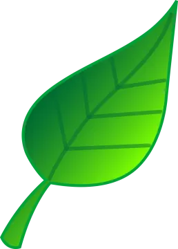 a green leaf on a white background