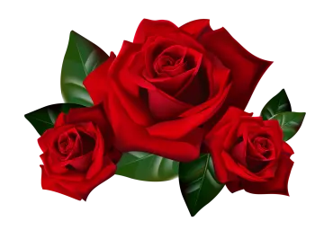 three red roses on a white background
