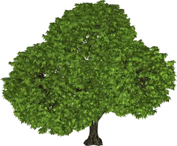 a tree with green leaves on white background