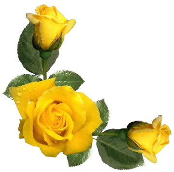 three yellow roses with green leaves and water droplets
