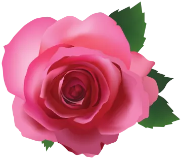 a pink rose on a white background