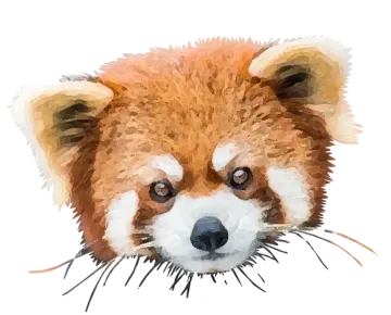 a watercolor drawing of a red panda