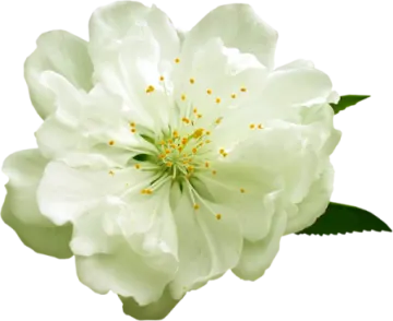 a white flower with green leaves on it