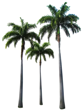 three palm trees on a white background