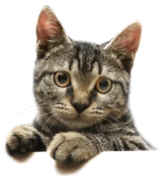 a close up of a kitten laying down