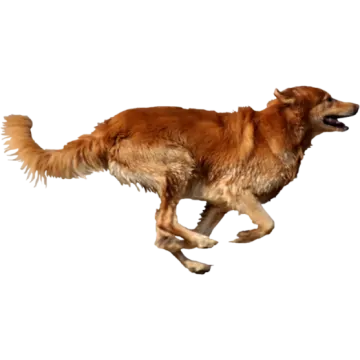 a brown dog running on a white background