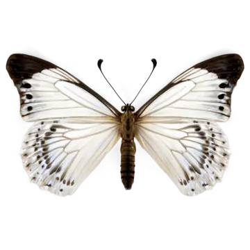 a white butterfly with black and white wings