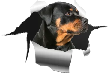 a dog looking through a hole in the paper