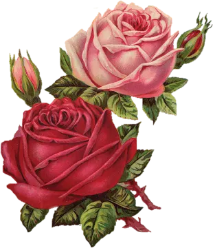 two roses with leaves on a white background