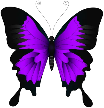 a purple butterfly on a white background