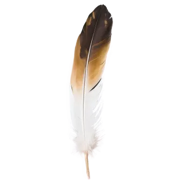 a brown and white feather on a white background