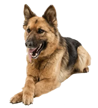 a brown and black dog laying down on a white background