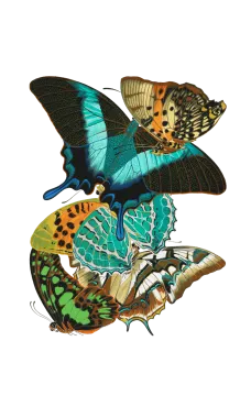 three butterflies on a white background