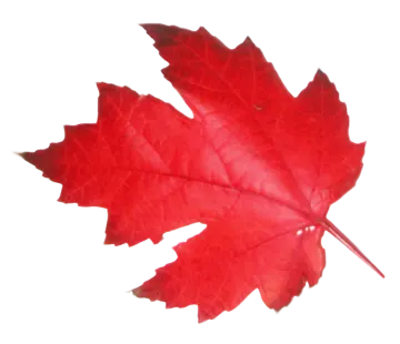 a red leaf on a white background