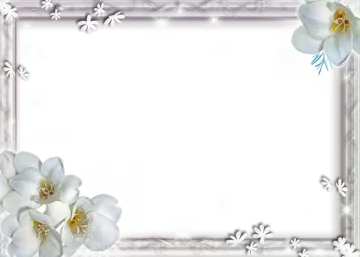 a frame with white orchids on a white background
