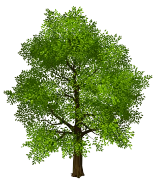 a tree with green leaves