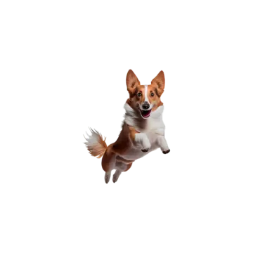 a brown and white dog jumping in the air