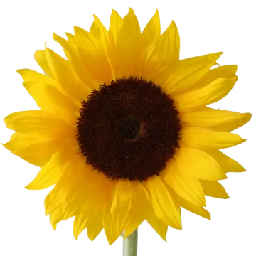 a yellow sunflower on a white background