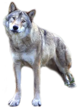 a gray wolf standing in front of a white background